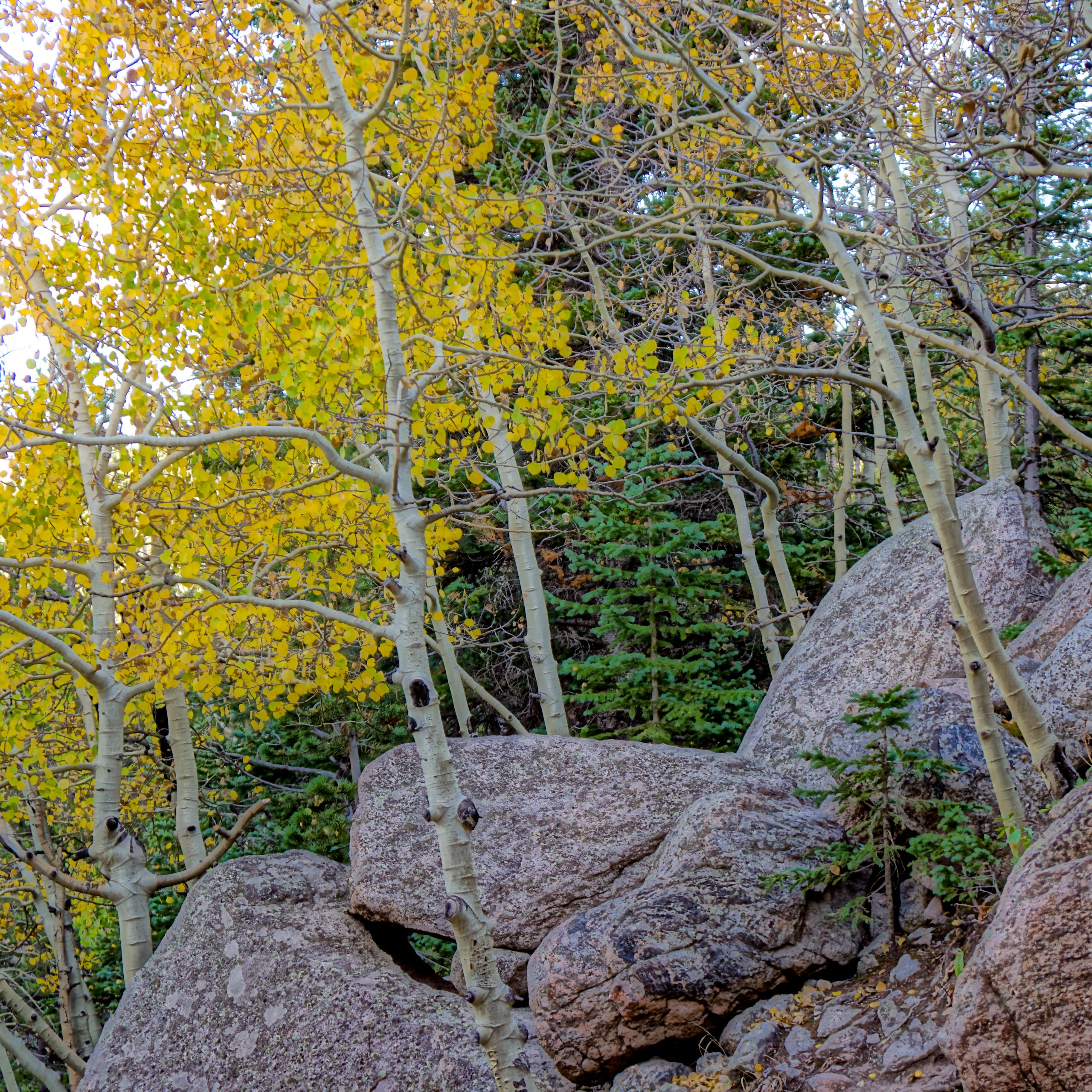 Colorado Rockies